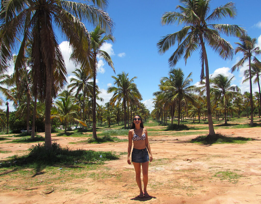 Plantação de cocos em Maceió 