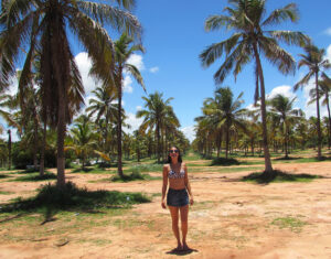 Plantação de cocos em Maceió