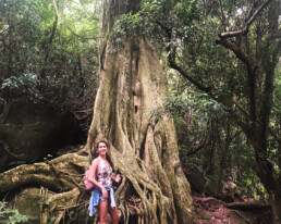 Árvore centenária em Ilha Grande