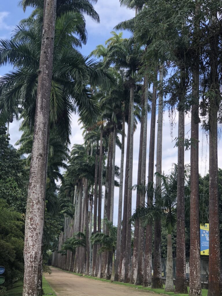 Palmeiras imperiais no Jardim Botânico do Rio de Janeiro
