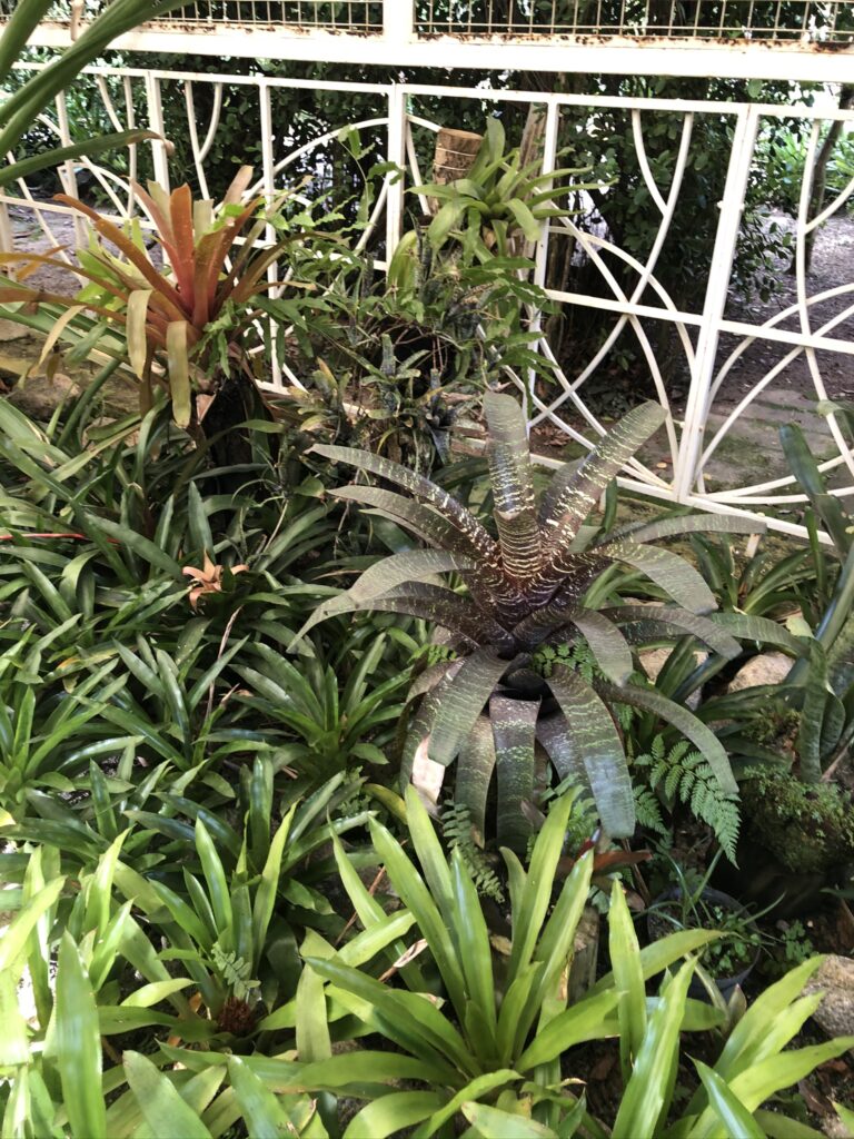 Rica variedade em Bromélias no Jardim Botânico do Rio de Janeiro