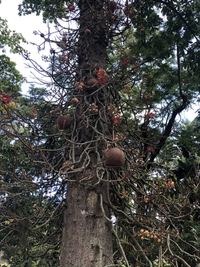 A Árvore Abricó-de-macaco me deixou muito impressionada