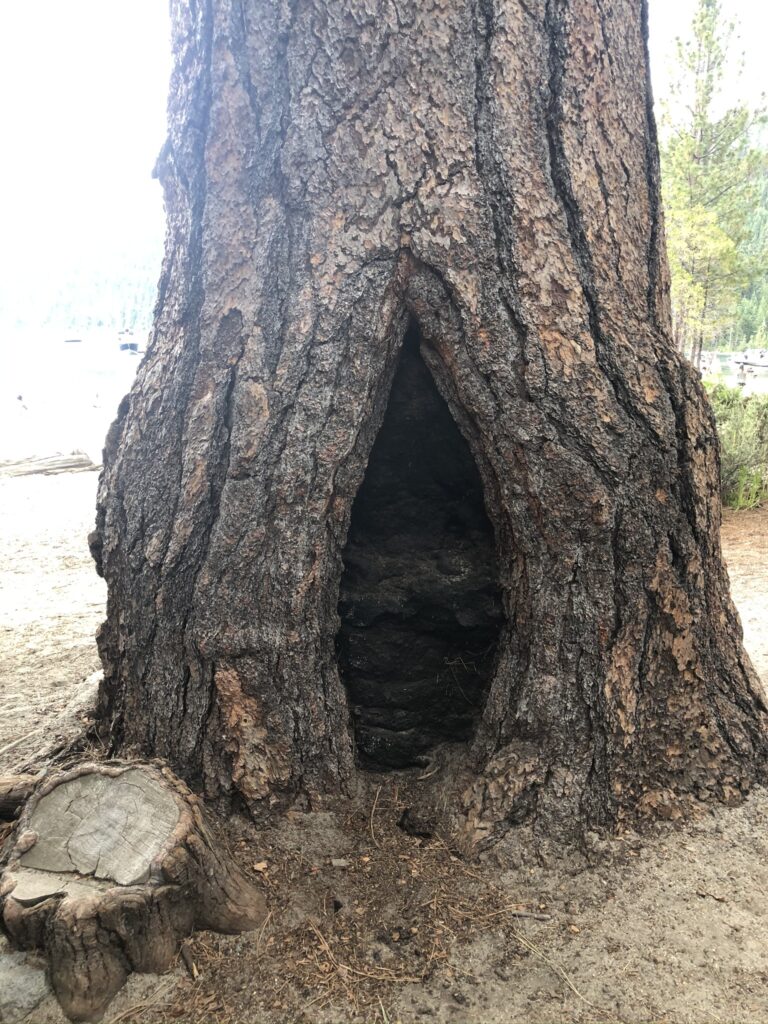 Árvores no Lake Tahoe